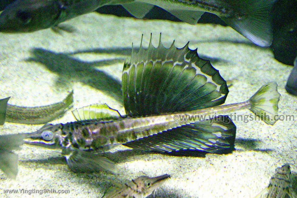 YTS_YTS_20190817_日本東北山形鶴岡市立加茂水族館（世界第一水母水族館）／荒埼灯台065_539A6971.jpg