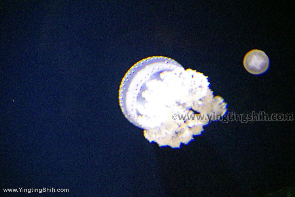 YTS_YTS_20190817_日本東北山形鶴岡市立加茂水族館（世界第一水母水族館）／荒埼灯台099_539A7203.jpg