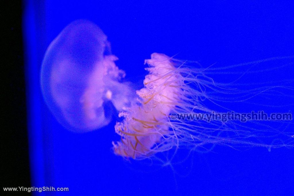 YTS_YTS_20190817_日本東北山形鶴岡市立加茂水族館（世界第一水母水族館）／荒埼灯台113_539A7492.jpg