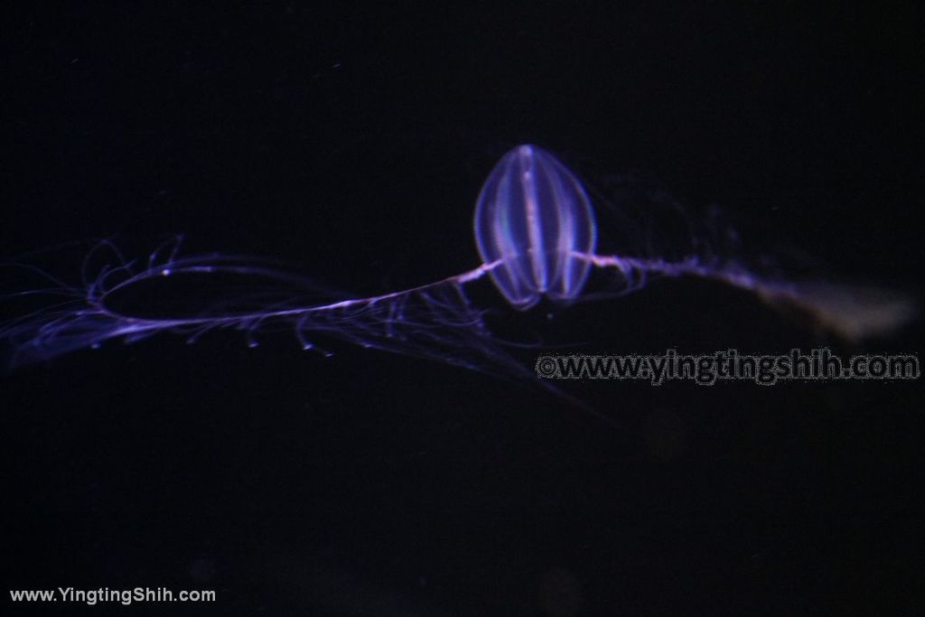 YTS_YTS_20190817_日本東北山形鶴岡市立加茂水族館（世界第一水母水族館）／荒埼灯台141_539A7707.jpg