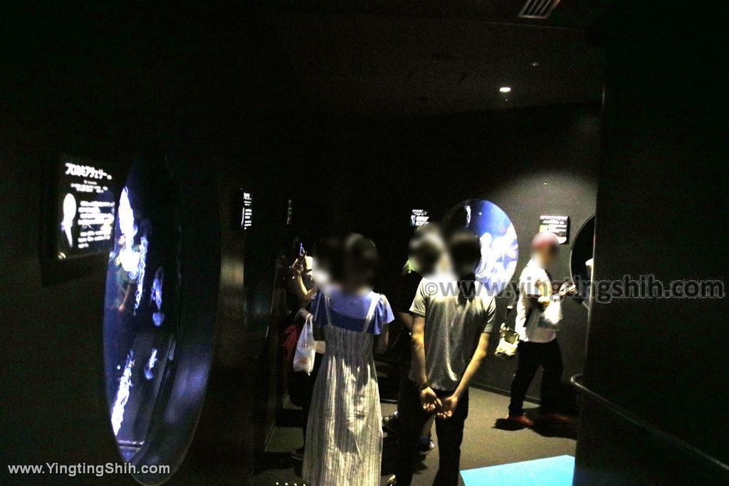 YTS_YTS_20190817_日本東北山形鶴岡市立加茂水族館（世界第一水母水族館）／荒埼灯台147_539A7767.jpg