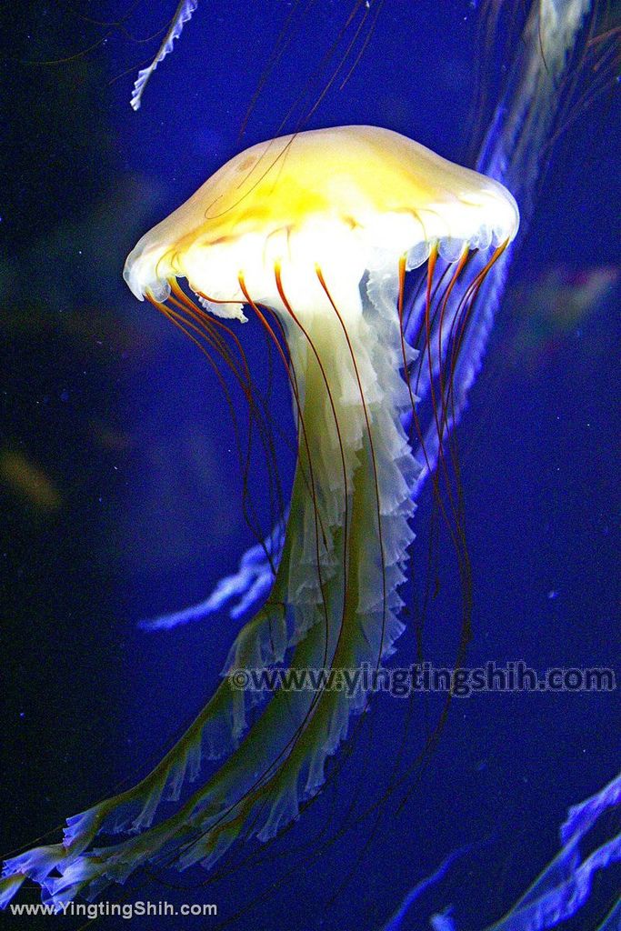 YTS_YTS_20190817_日本東北山形鶴岡市立加茂水族館（世界第一水母水族館）／荒埼灯台158_539A7894.jpg