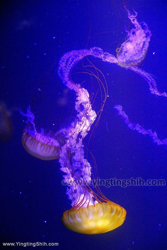 YTS_YTS_20190817_日本東北山形鶴岡市立加茂水族館（世界第一水母水族館）／荒埼灯台177_539A8113.jpg