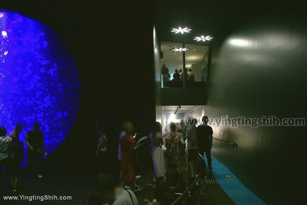 YTS_YTS_20190817_日本東北山形鶴岡市立加茂水族館（世界第一水母水族館）／荒埼灯台185_539A8882.jpg