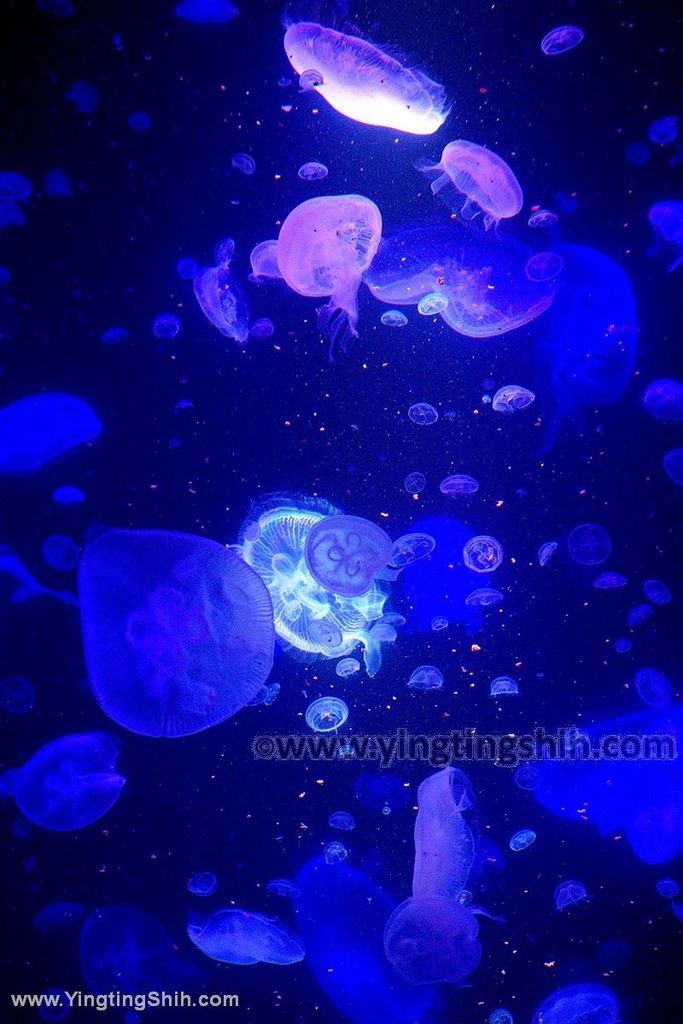 YTS_YTS_20190817_日本東北山形鶴岡市立加茂水族館（世界第一水母水族館）／荒埼灯台184_539A8688.jpg