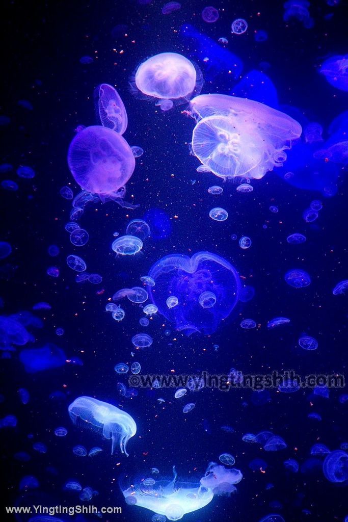 YTS_YTS_20190817_日本東北山形鶴岡市立加茂水族館（世界第一水母水族館）／荒埼灯台183_539A8580.jpg