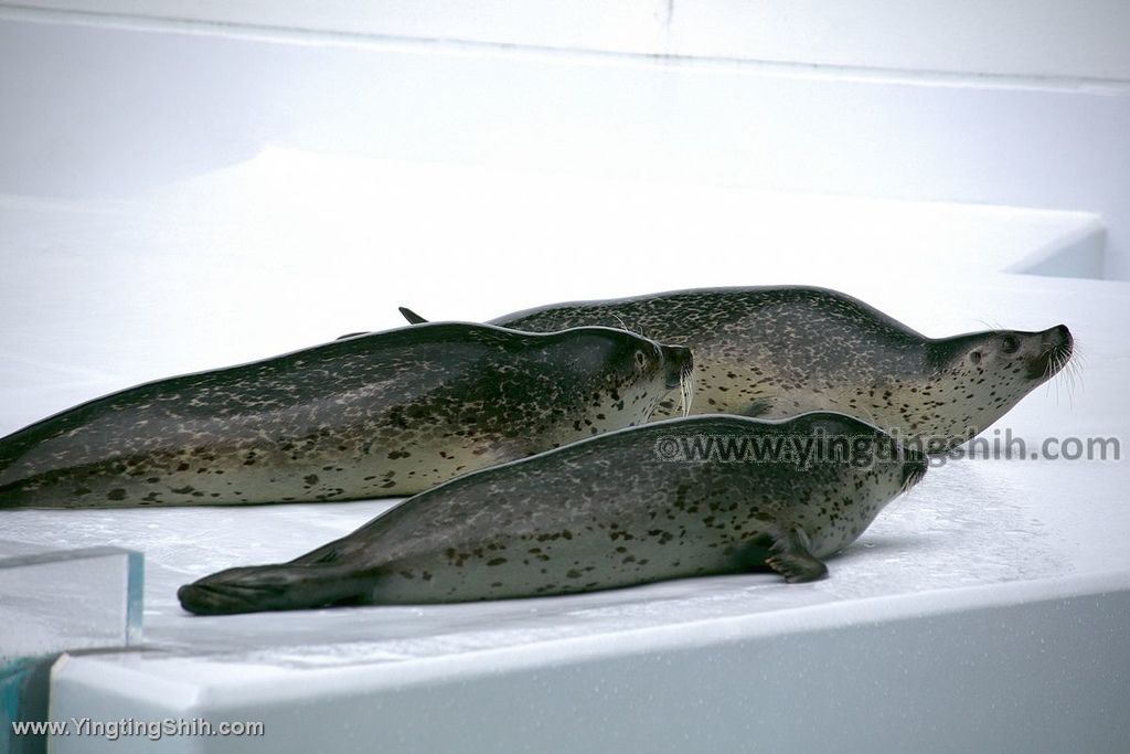 YTS_YTS_20190817_日本東北山形鶴岡市立加茂水族館（世界第一水母水族館）／荒埼灯台247_539A9030.jpg