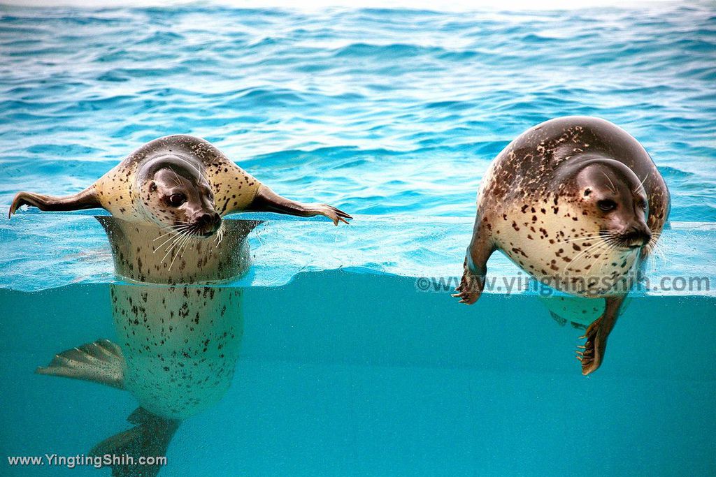 YTS_YTS_20190817_日本東北山形鶴岡市立加茂水族館（世界第一水母水族館）／荒埼灯台252_539A9146.jpg