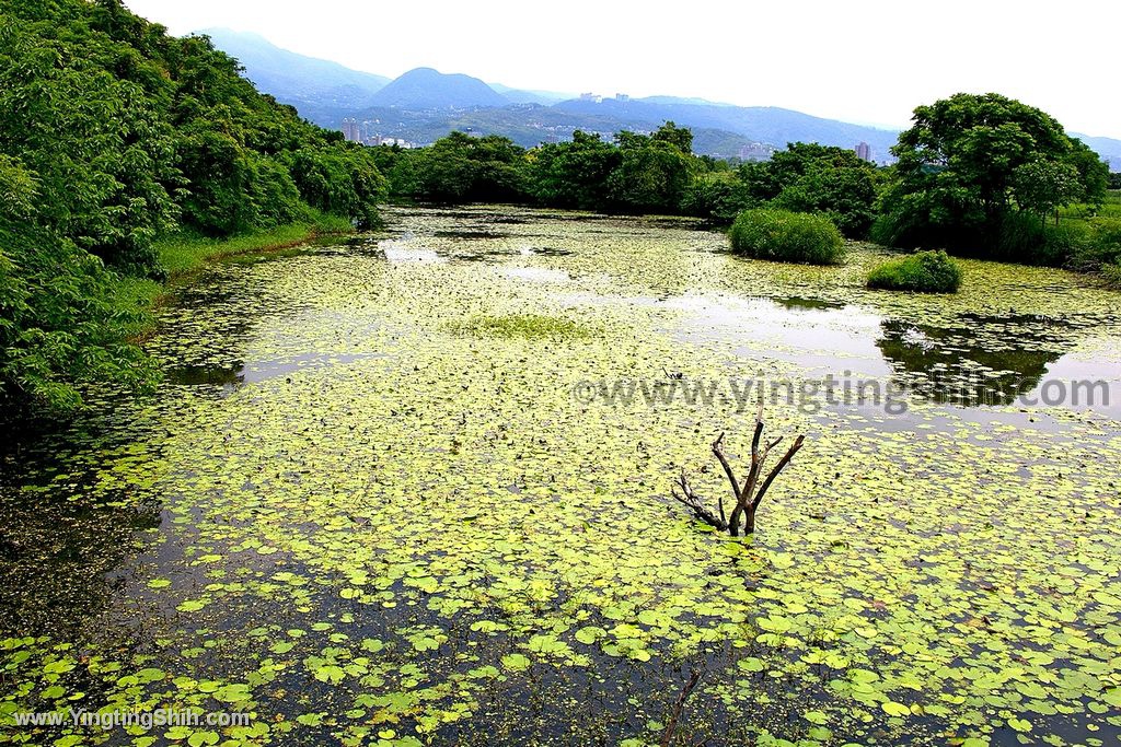 YTS_YTS_20200509_台北北投高倍率望遠鏡賞鳥／關渡自然公園Taipei Beito087_539A3692.jpg