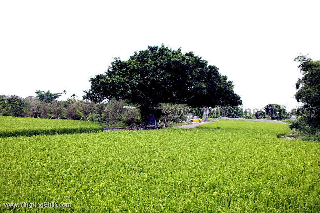 YTS_YTS_20200524_台中南屯台中金城武樹／青榕君Taichung Nantun Takeshi Kaneshiro Tree004_539A1921.jpg