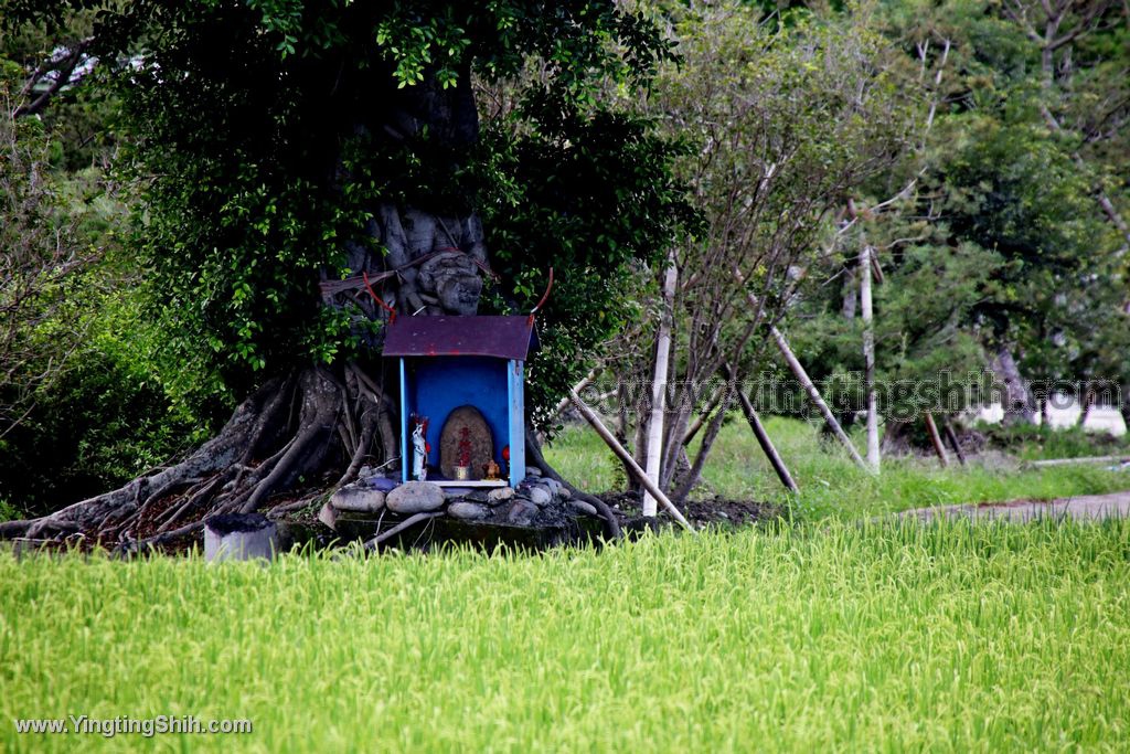 YTS_YTS_20200524_台中南屯台中金城武樹／青榕君Taichung Nantun Takeshi Kaneshiro Tree006_539A1909.jpg