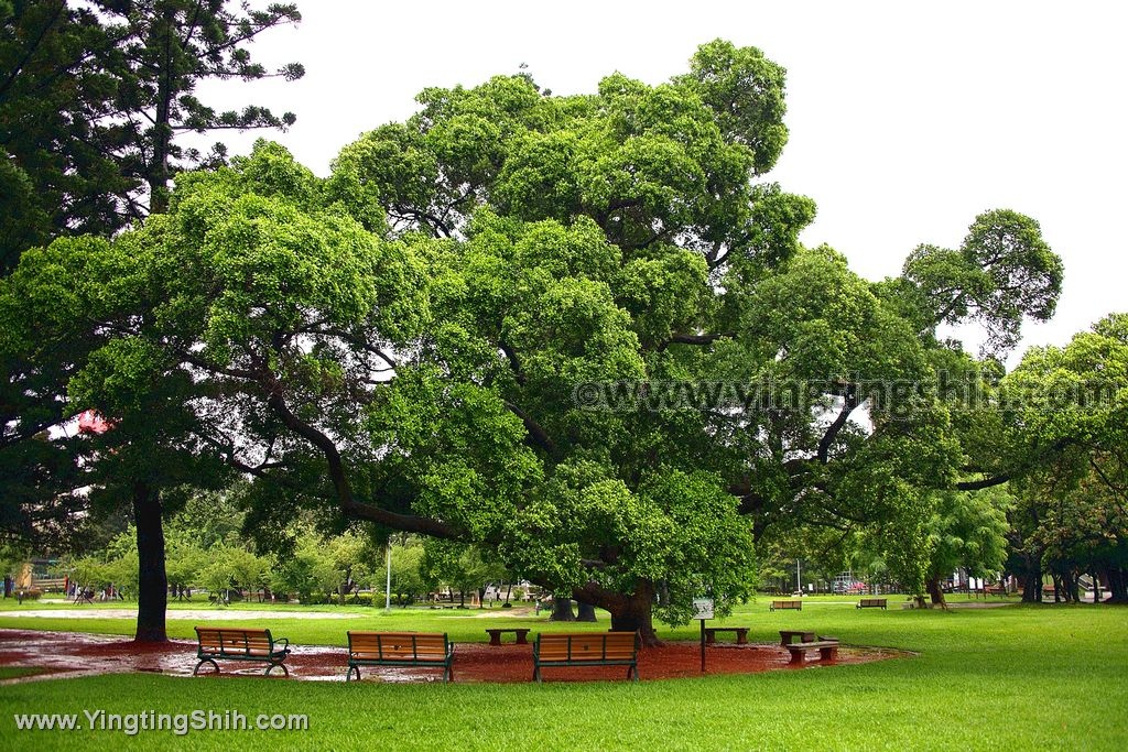 YTS_YTS_20200523_台北中山特色公園／共融遊戲場／五月螢火蟲／榮星花園公園015_539A0170.jpg