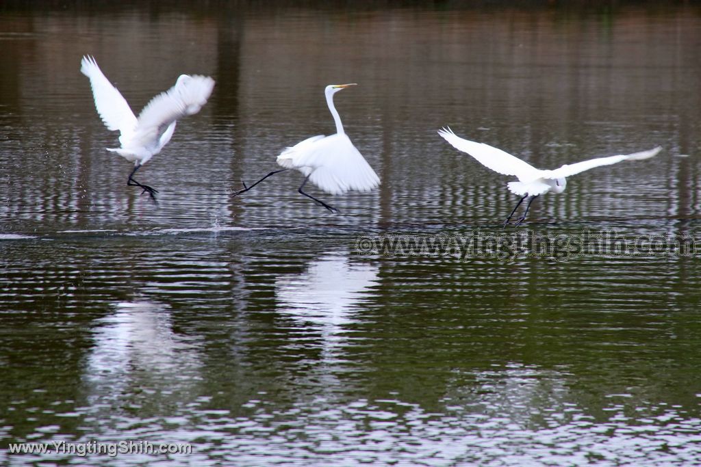 YTS_YTS_20200523_台北內湖錦帶橋／水榭歌臺／大湖公園／防災公園047_539A0957.jpg