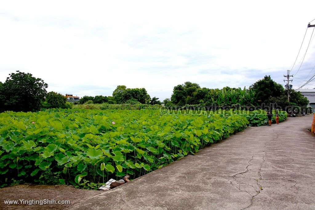 YTS_YTS_20200607_新北三峽三樹路荷花池／姑娘廟011_539A6214.jpg