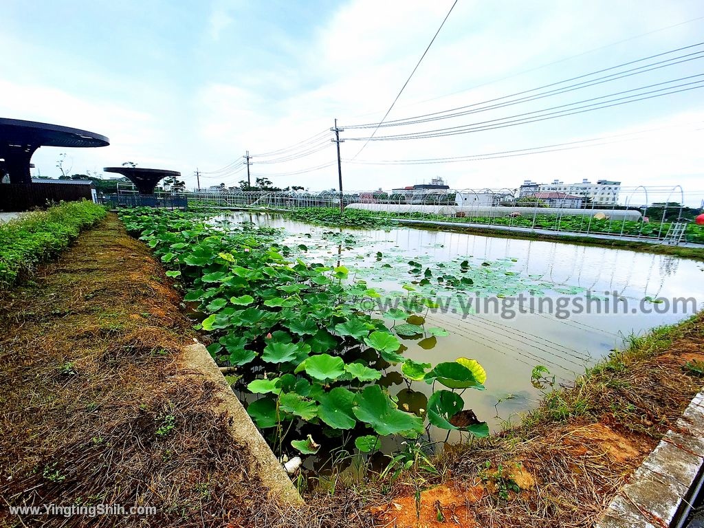 YTS_YTS_20200611_桃園觀音超大農產品／蓮花園休閒農業區／蓮花故事館027_IMG_9126.jpg