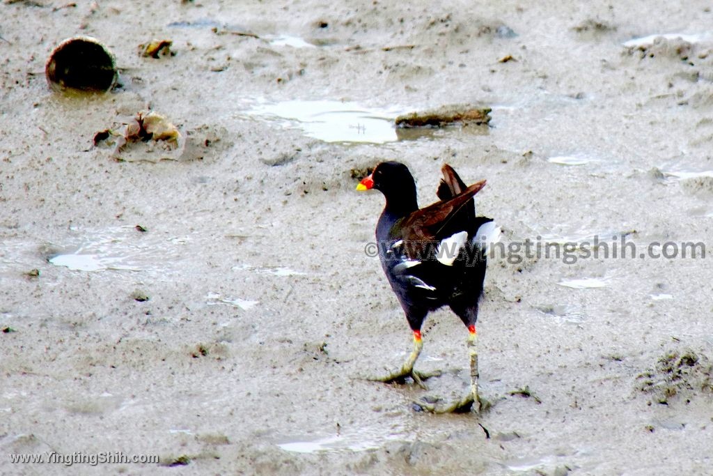 YTS_YTS_20200614_台北士林社六濕地／富洲河濱公園／社子島020_539A8726.jpg