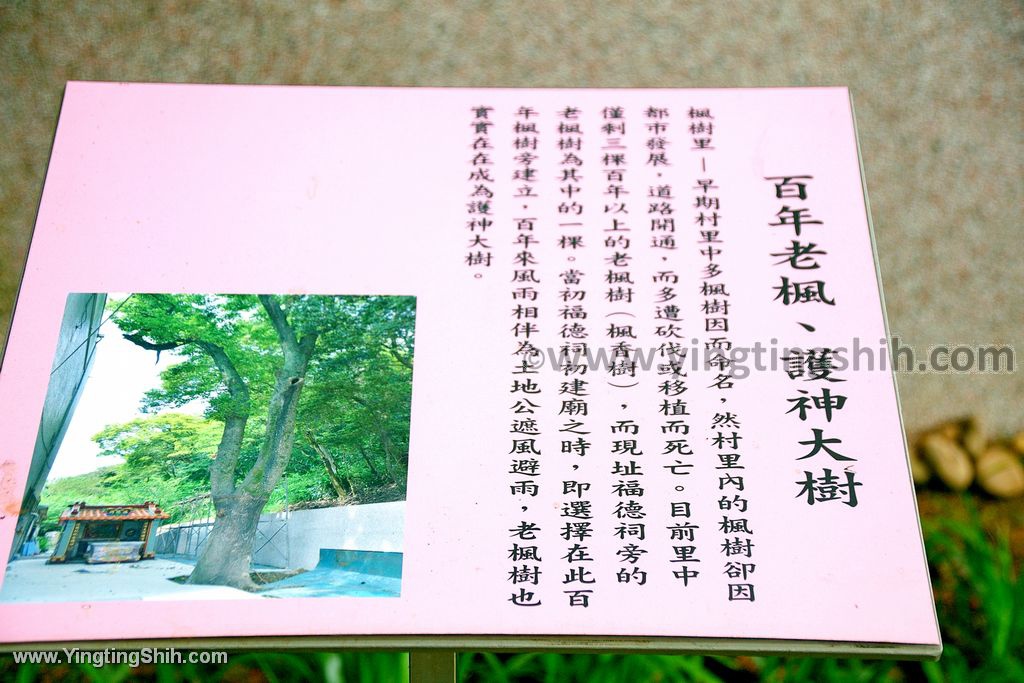 YTS_YTS_20200620_桃園龜山百年楓香／百年護神大樹／楓樹福德祠／虎爺011_539A0022.jpg