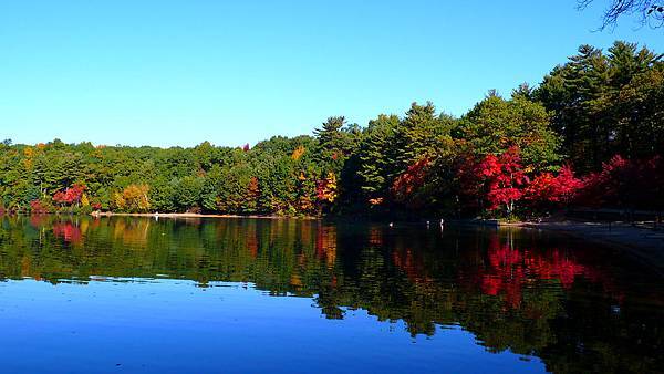 Walden Pond, Fall 2008