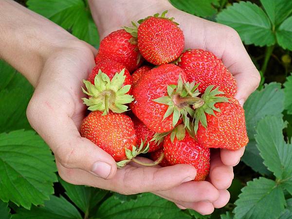 best_berry_picking_in_the_us