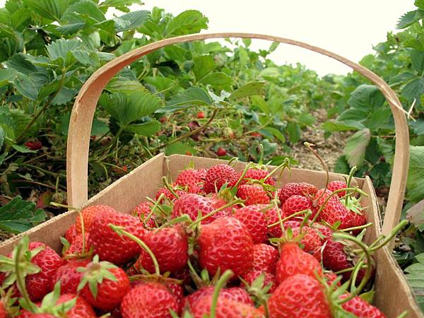 strawberry-picking-basket