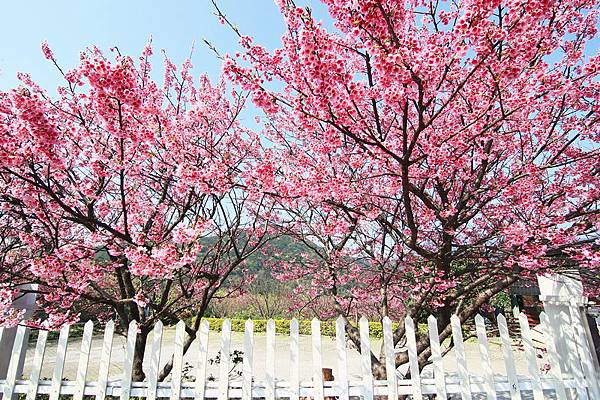 ️平菁街42巷 ️平菁街42巷