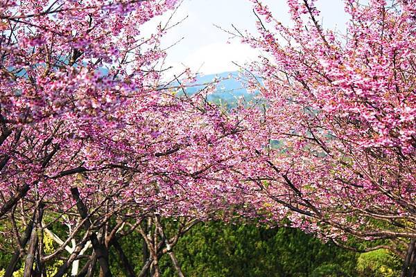 陽明山公園 陽明山公園
