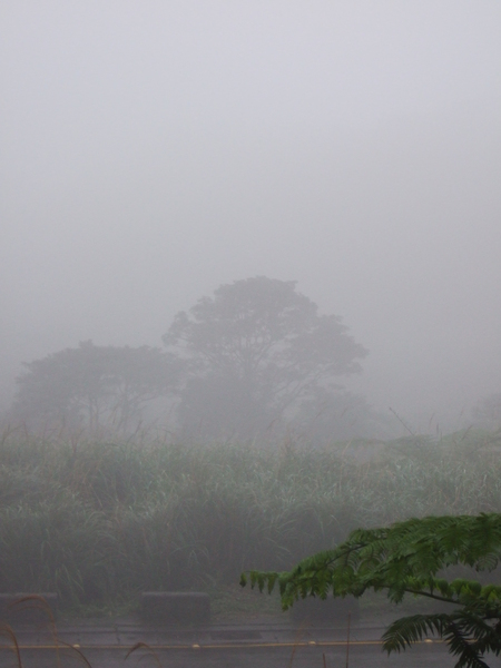 雨、霧、樹木