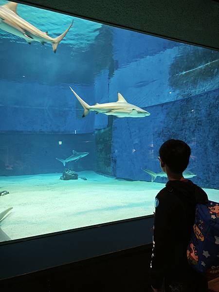 沖繩水族館、琉球村、星野咖啡