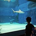 沖繩水族館、琉球村、星野咖啡