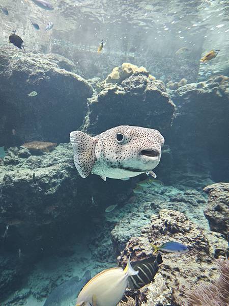 沖繩水族館、琉球村、星野咖啡