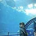 沖繩水族館、琉球村、星野咖啡