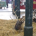 沒想到是中心給他搞得像動物園