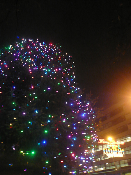 五點鐘今年的聖誕樹亮燈哩!