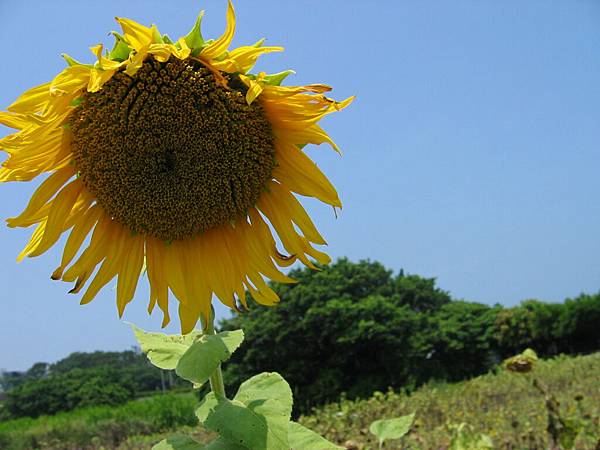 還是1枝向日葵