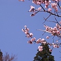 中松的櫻花2