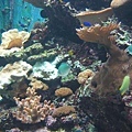 海生館-珊瑚礁生態