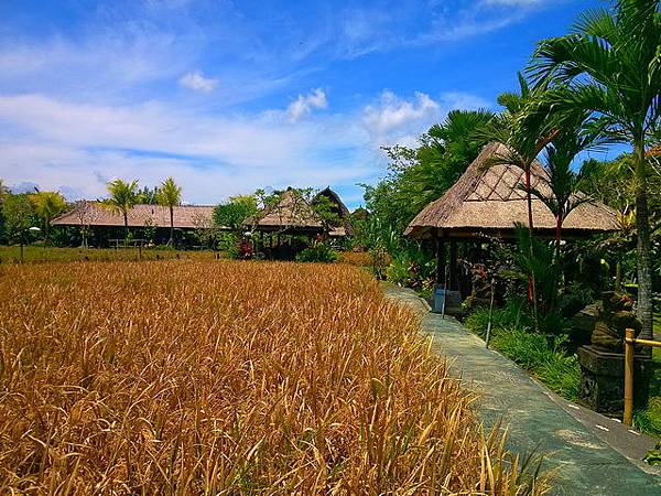 Bebek Tepi Sawah(Ubud)