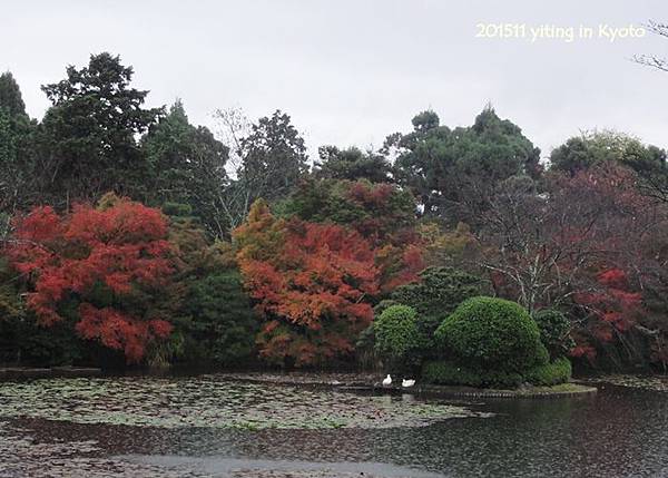 洛西 龍安寺 02