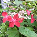 RIMG0779.JPG