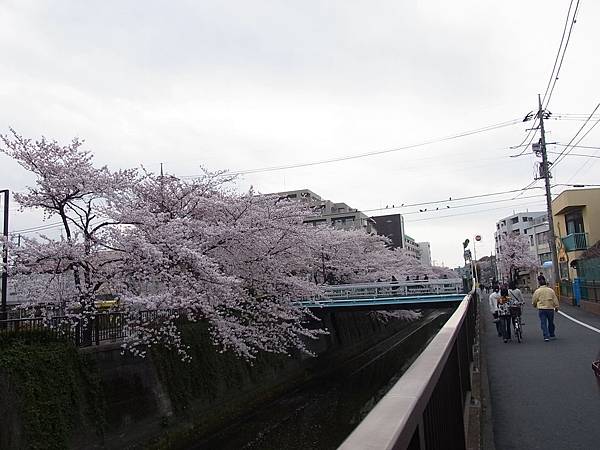 河岸邊的櫻花