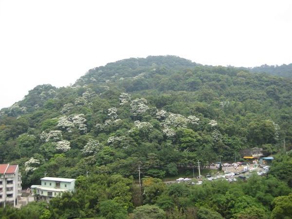 970504土城油桐花之旅 021.jpg