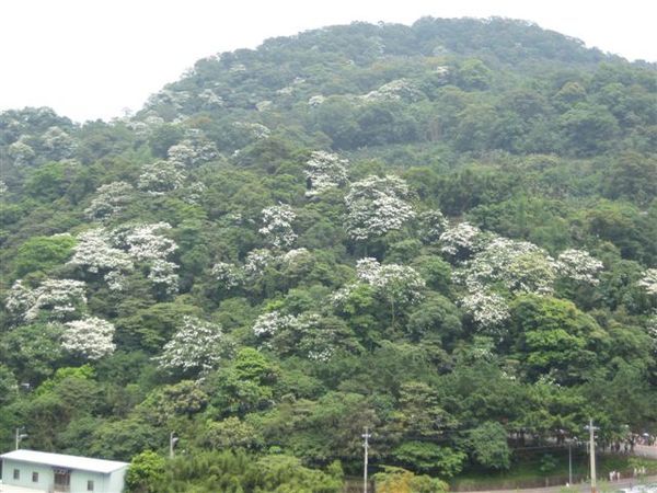 970504土城油桐花之旅 022.jpg