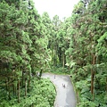 20110727 溪頭森林 028.jpg