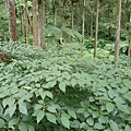 20110727 溪頭森林 031.jpg