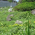 20110510  基隆嶼 054.jpg