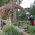 GIRAFFE