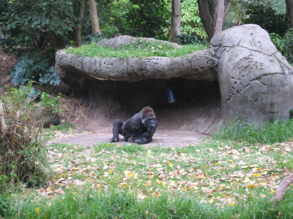 GORILLA