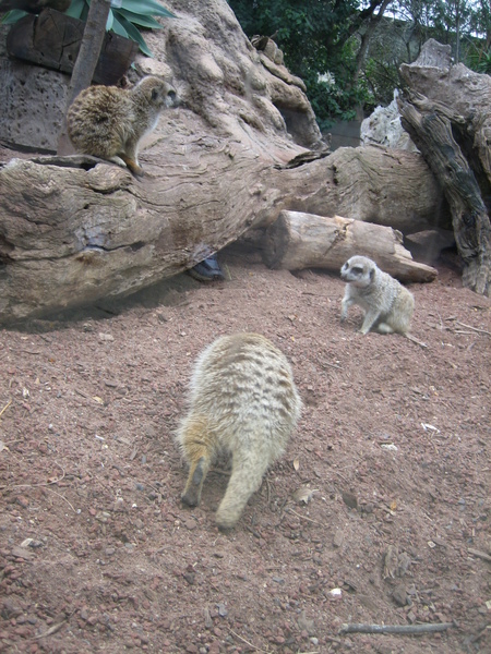 MEERKAT