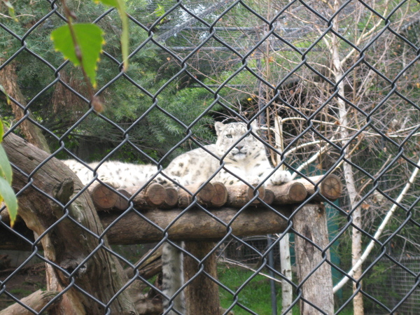 SNOW-LEOPARD