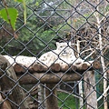 SNOW-LEOPARD